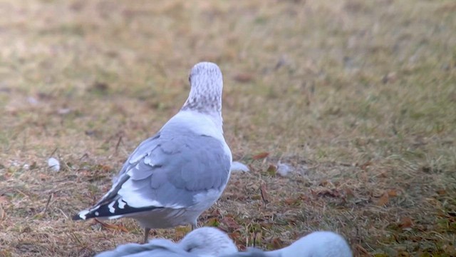 Common Gull (Kamchatka) - ML614114927