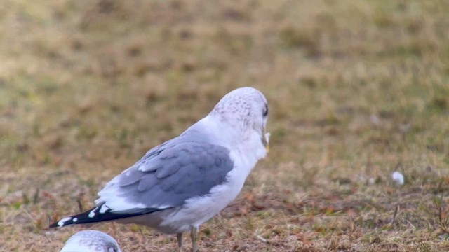 Common Gull (Kamchatka) - ML614114929