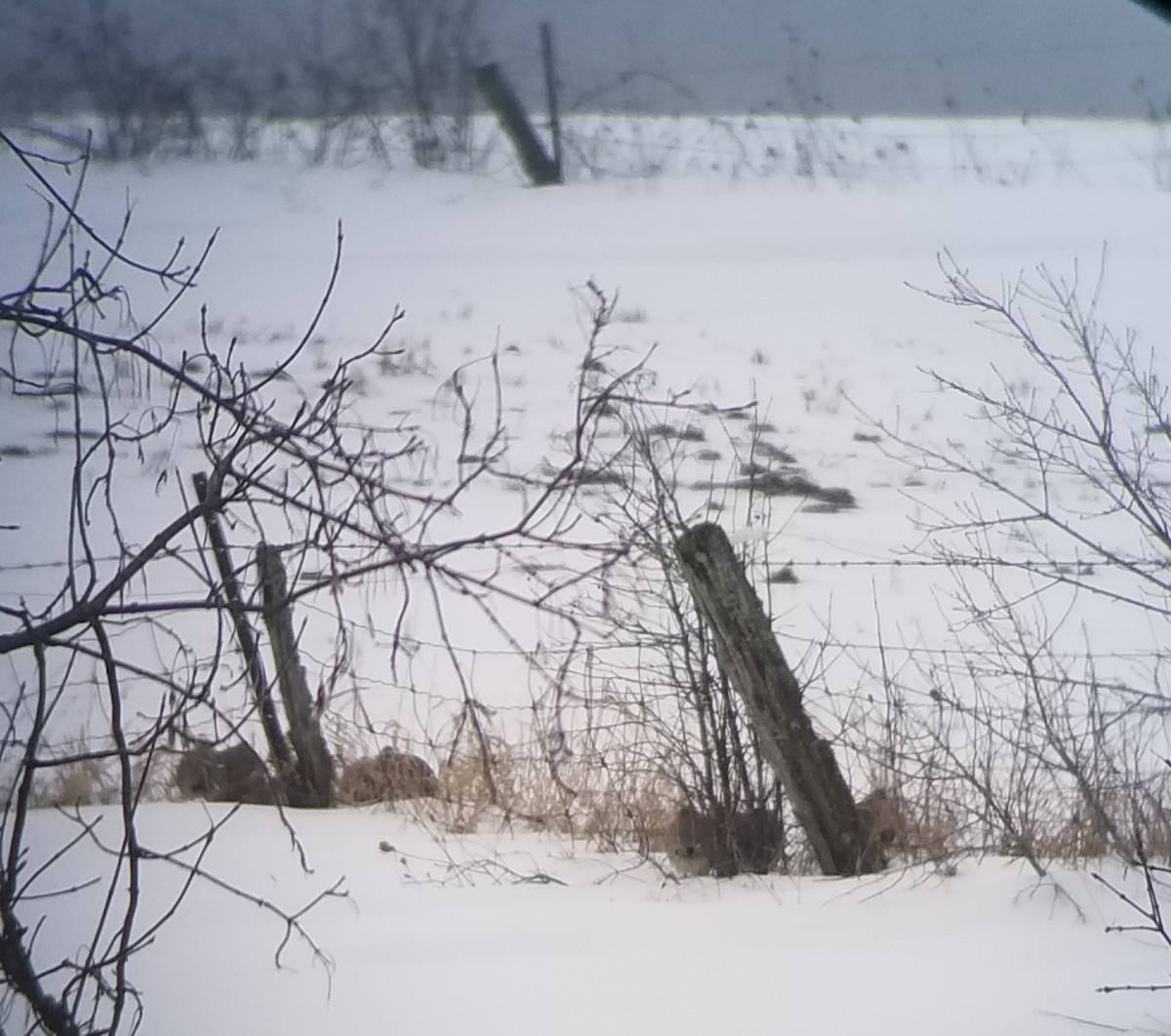 Куріпка сіра - ML614114950