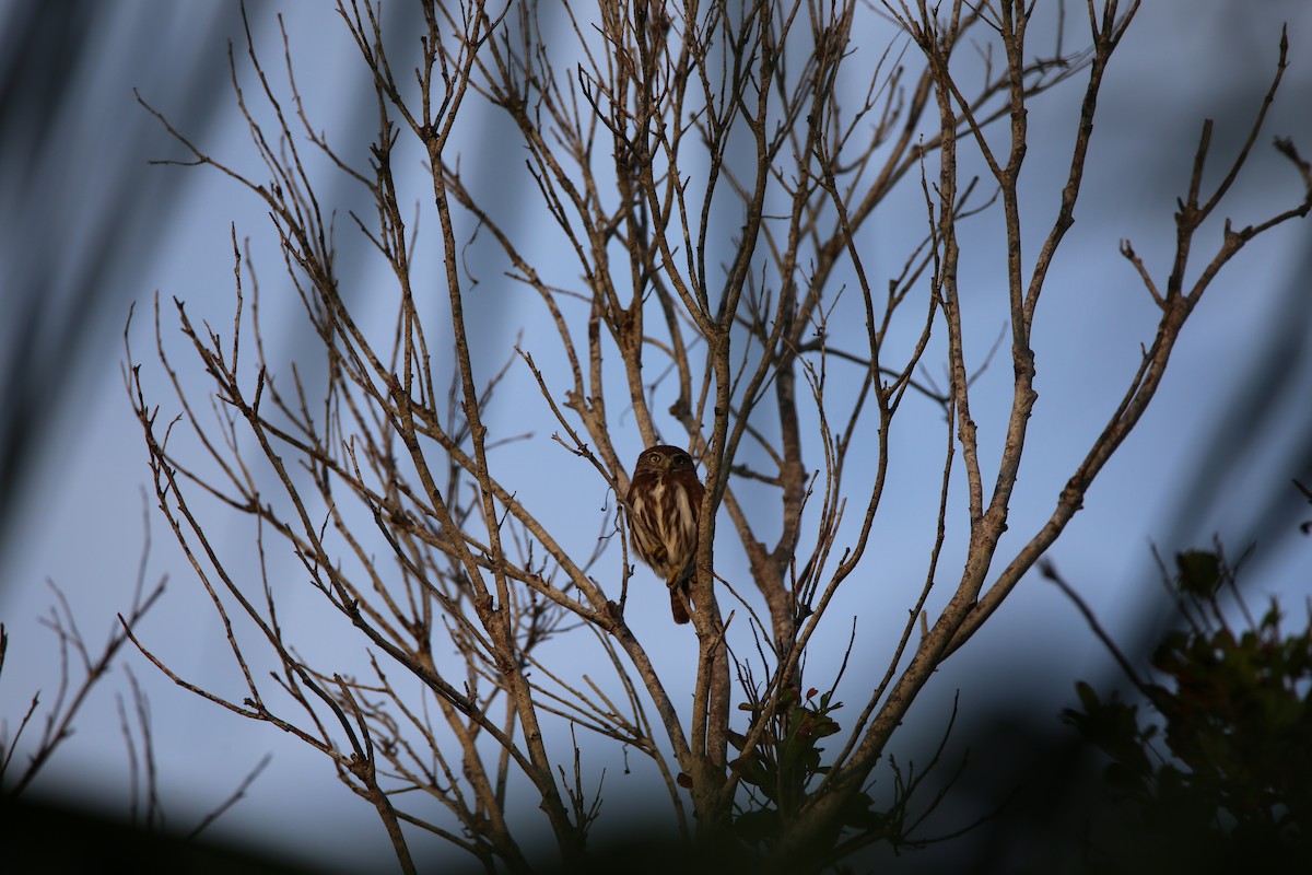 Ferruginous Pygmy-Owl - ML614114965