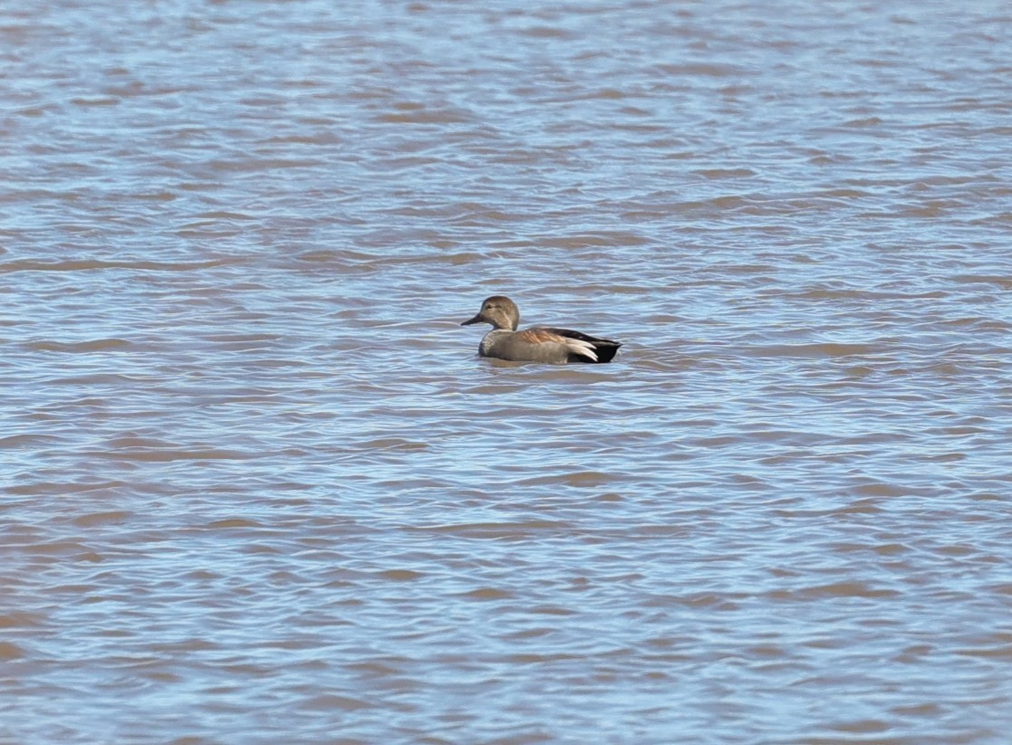 Gadwall - ML614114972