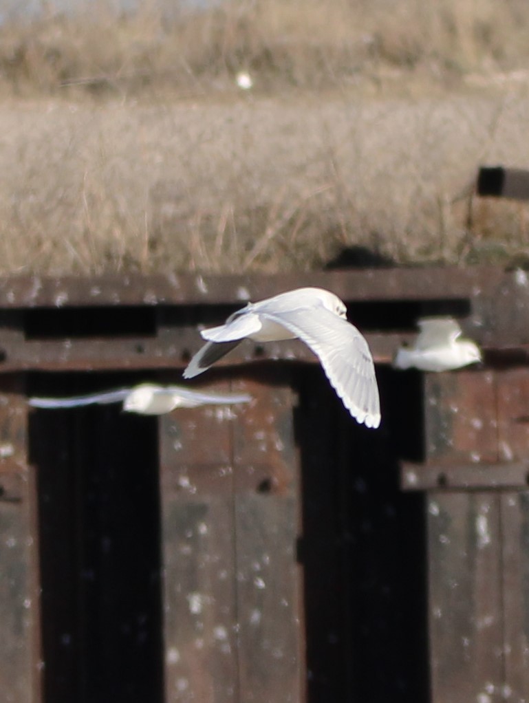 Little Gull - ML614115081