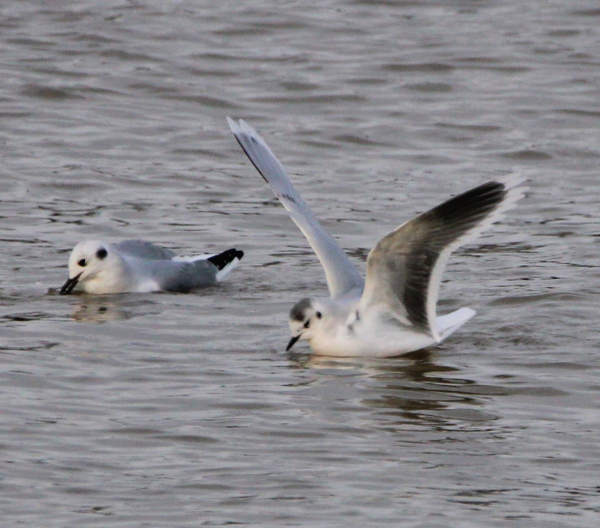 Gaviota Enana - ML614115115