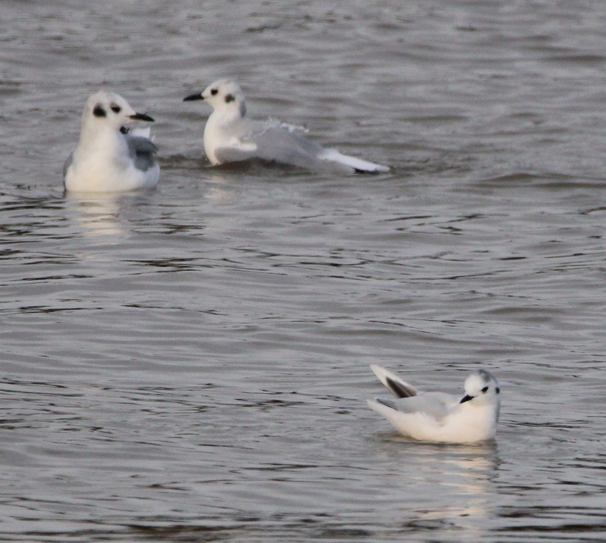 Little Gull - ML614115120