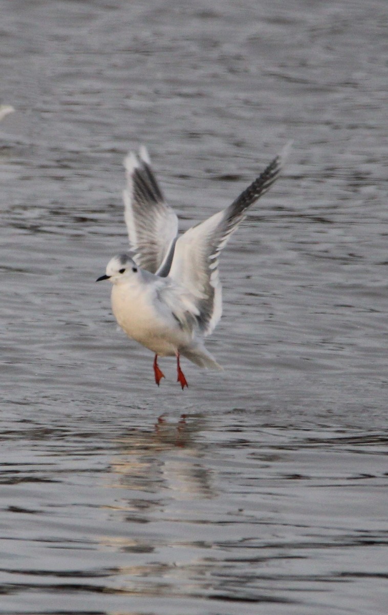 Little Gull - ML614115127