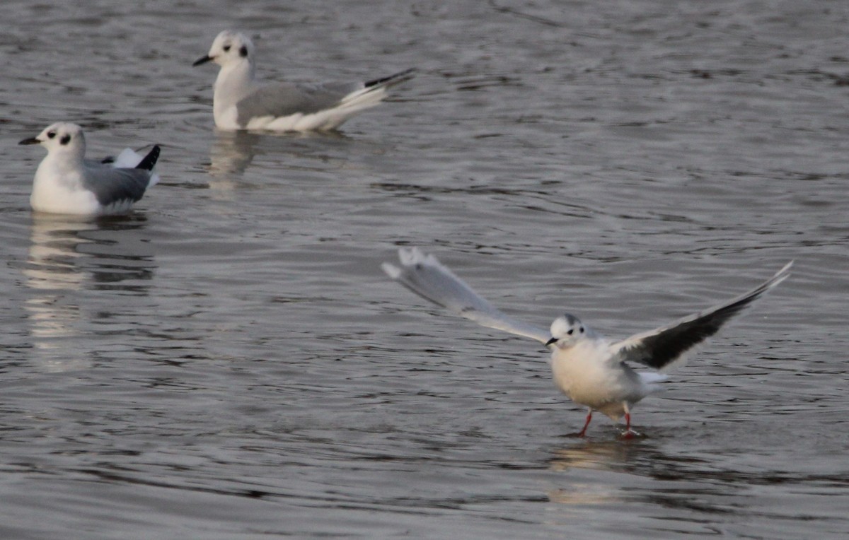 Little Gull - ML614115136