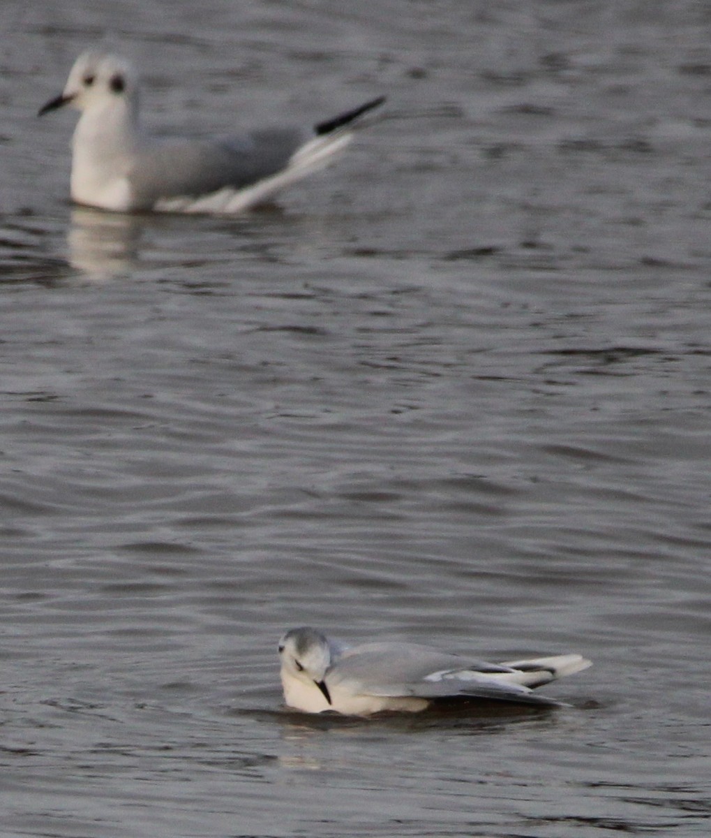 Little Gull - ML614115138