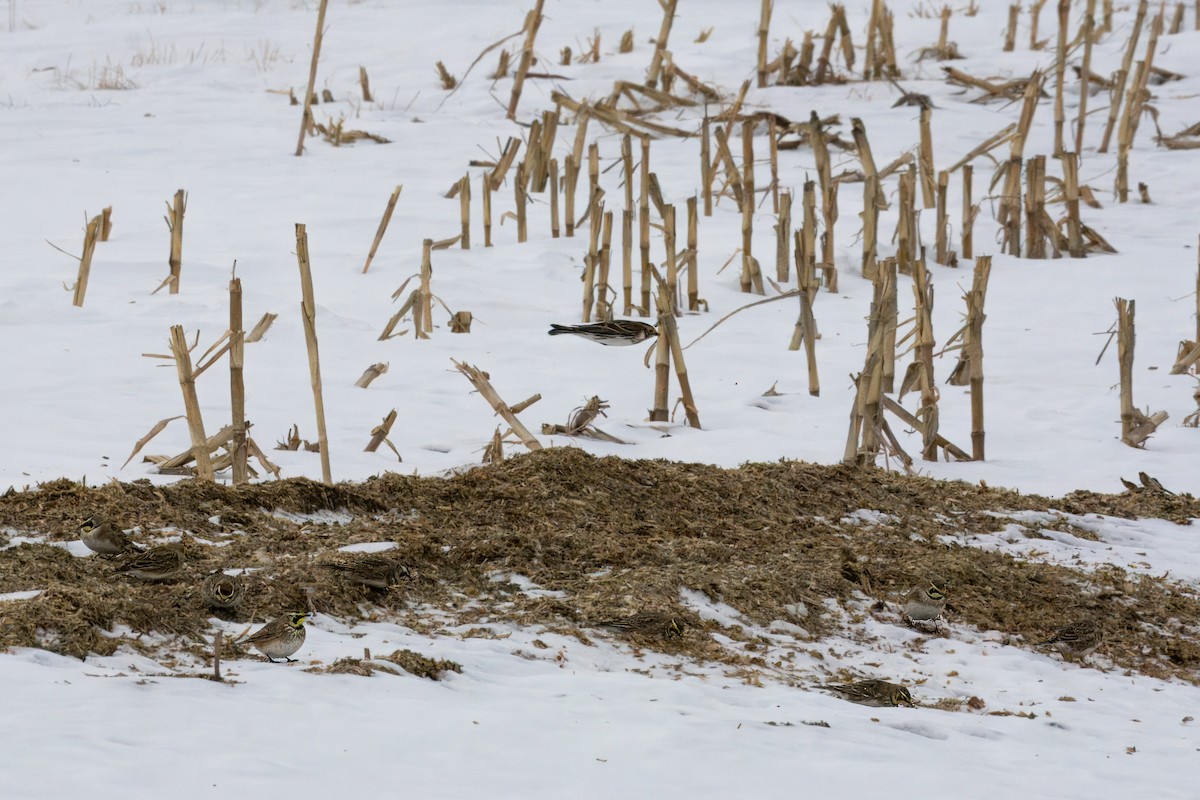 Lapland Longspur - ML614115226