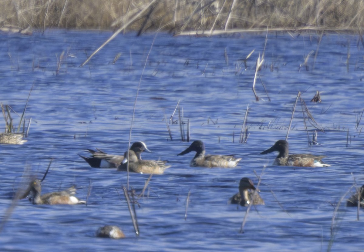 American Wigeon - ML614115229