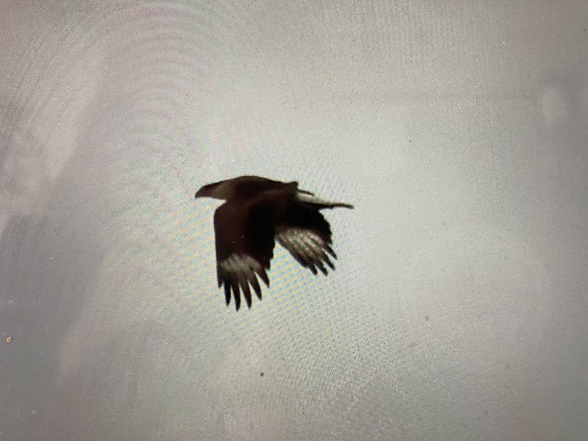 Crested Caracara - ML614115260