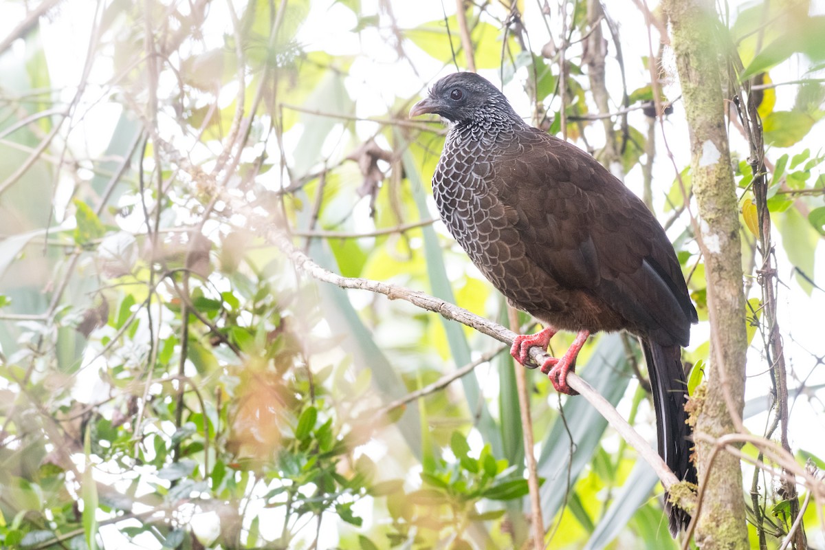 Andean Guan - ML614115297