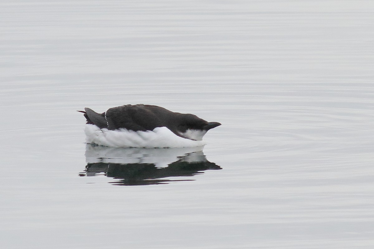 Thick-billed Murre - ML614115309