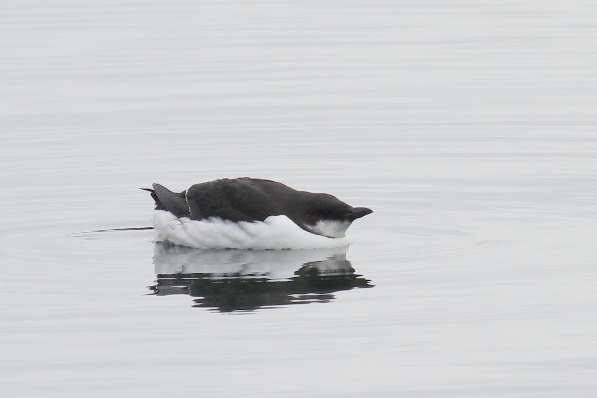 Thick-billed Murre - ML614115310