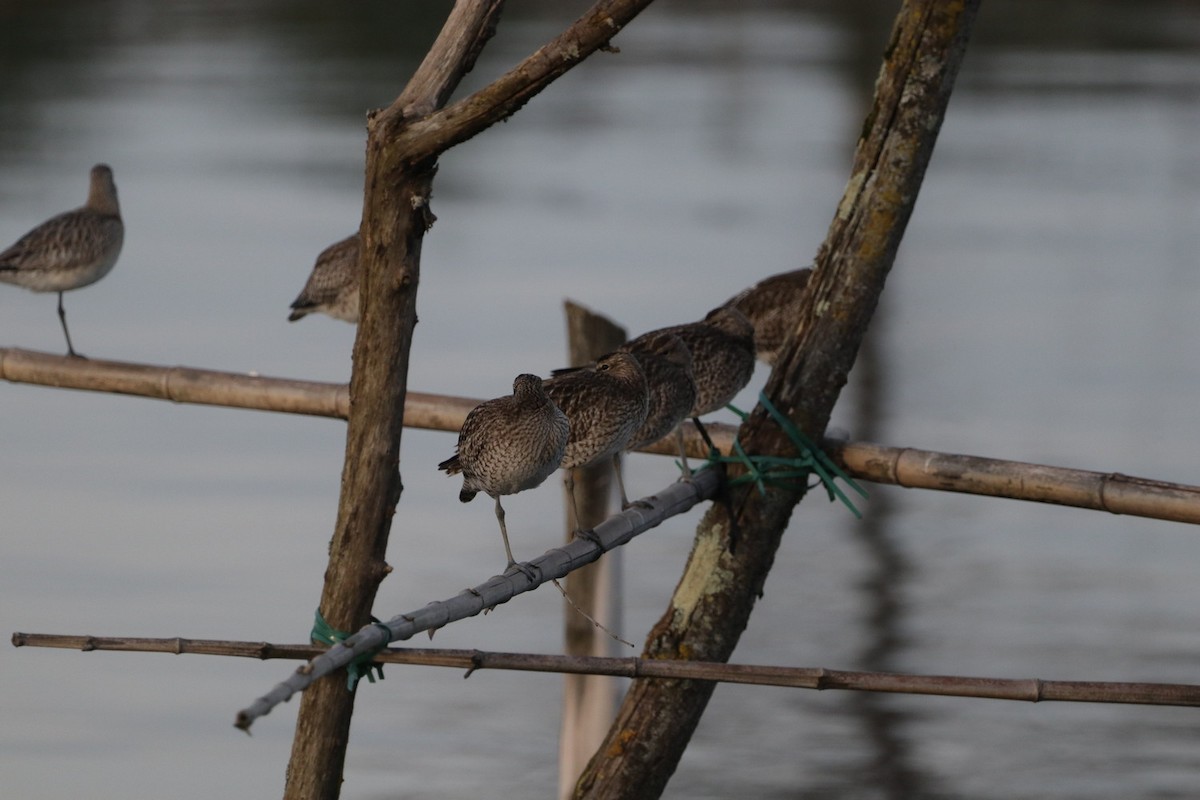 Regenbrachvogel - ML614115352