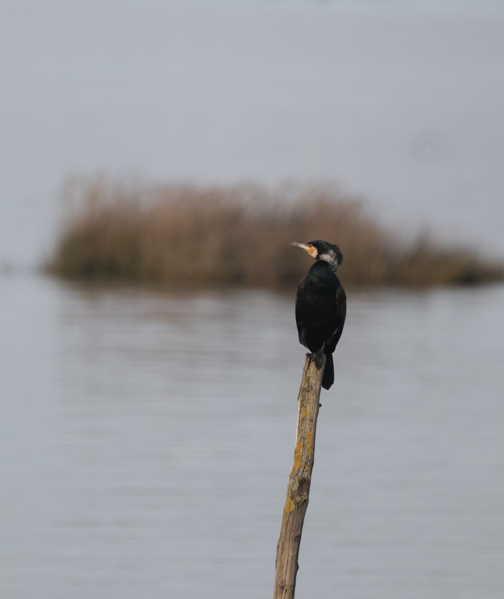 Great Cormorant - ML614115378