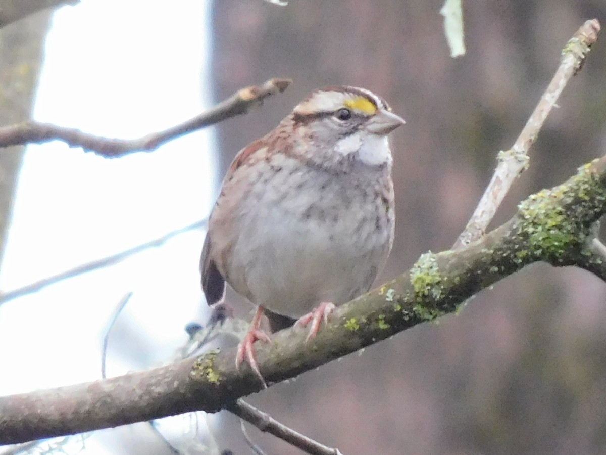 White-throated Sparrow - ML614115390