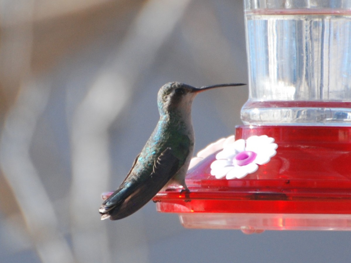 Broad-billed Hummingbird - ML614115411