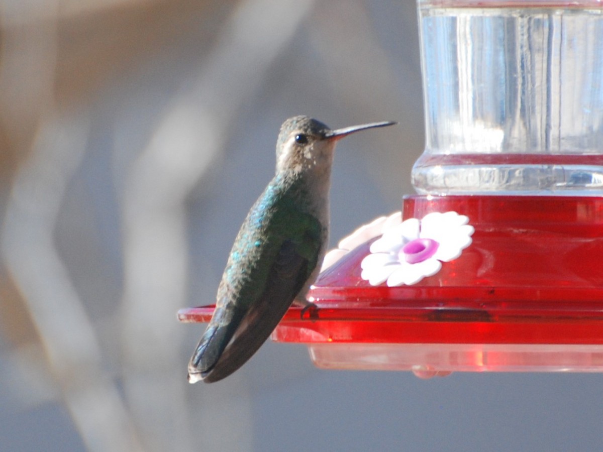 Broad-billed Hummingbird - ML614115412