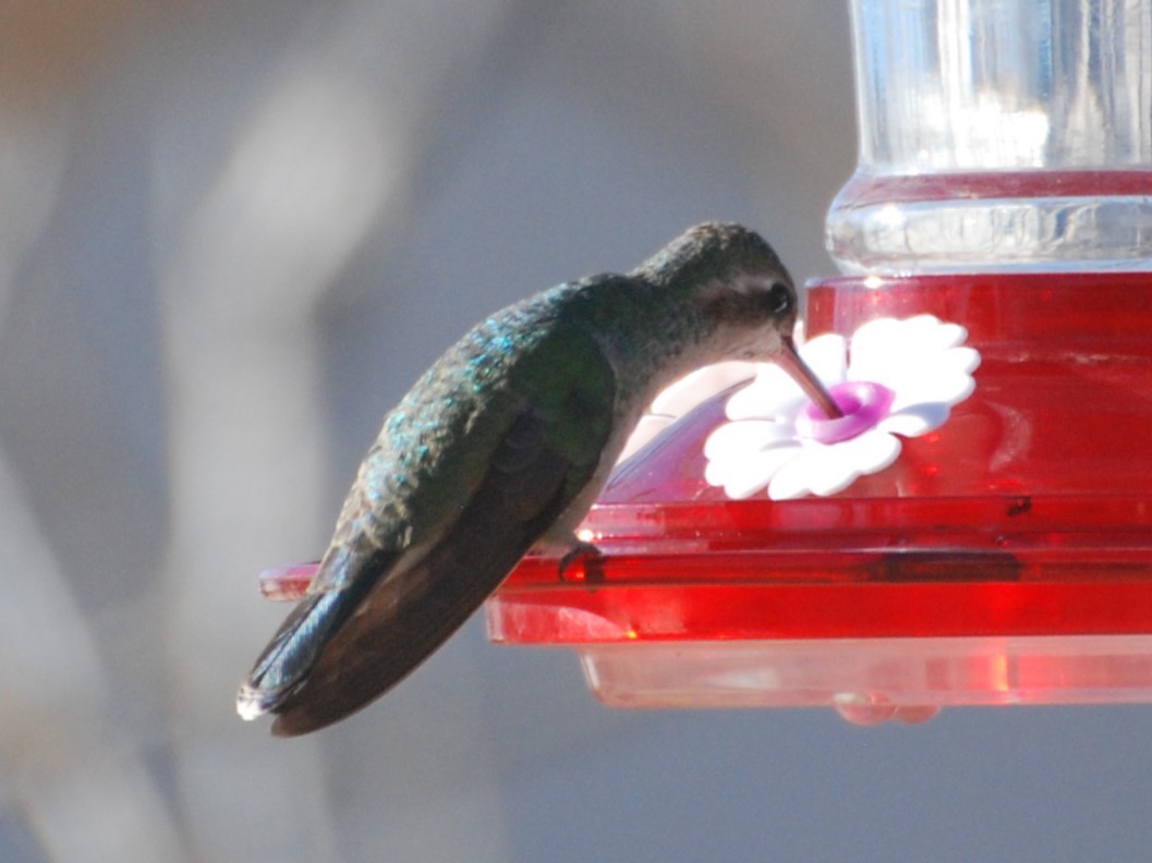 Broad-billed Hummingbird - ML614115414