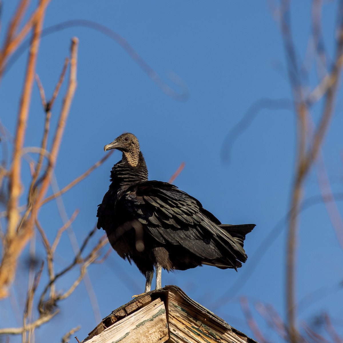 Black Vulture - Scott Priebe