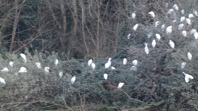 Western Cattle Egret - ML614115443