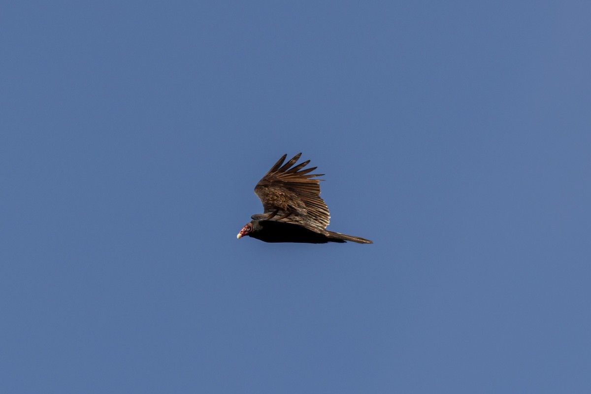 Turkey Vulture - Scott Priebe