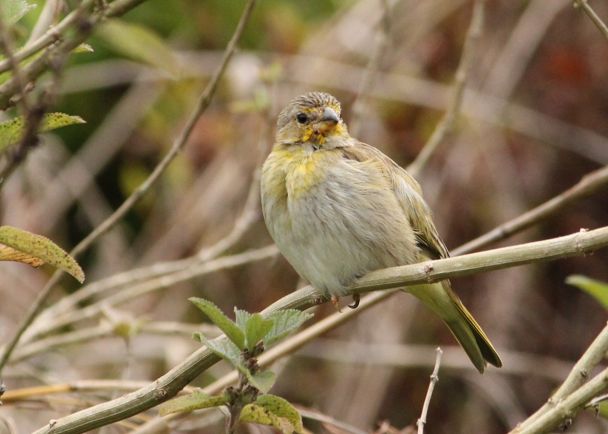 Saffron Finch - ML614115474