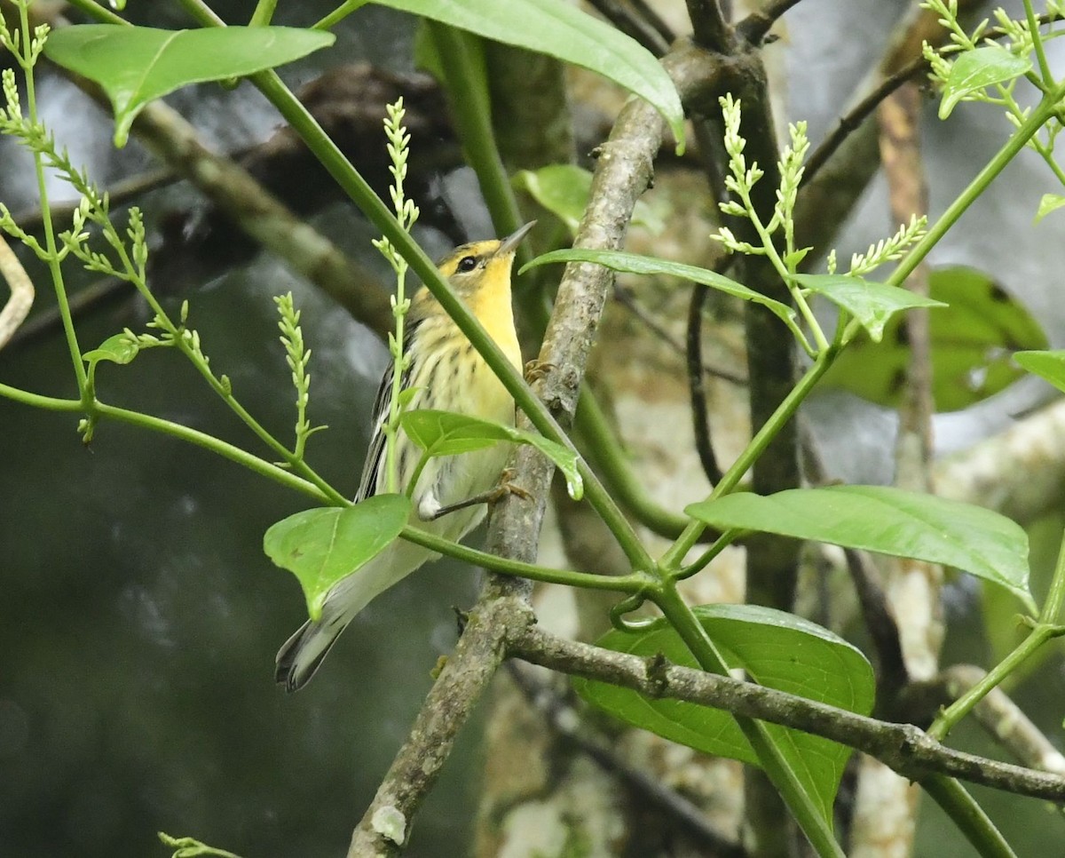 Blackburnian Warbler - ML614115490