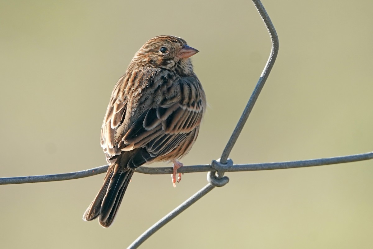 Vesper Sparrow - ML614115491