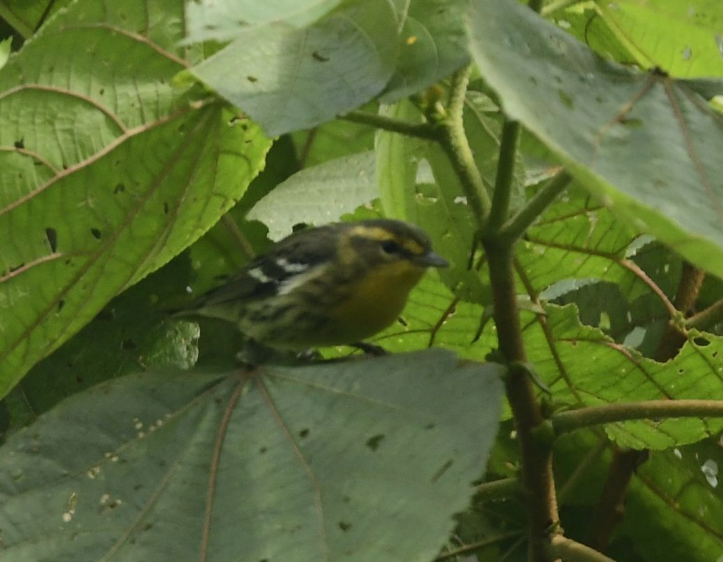 Blackburnian Warbler - Eugenia Boggiano