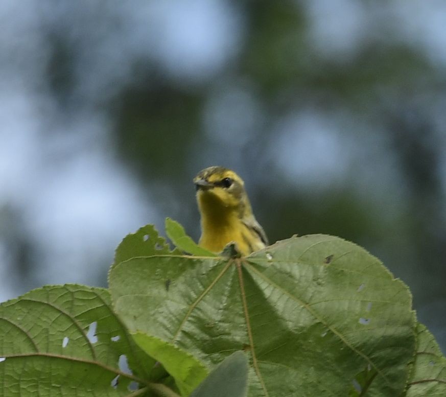 Blackburnian Warbler - Eugenia Boggiano