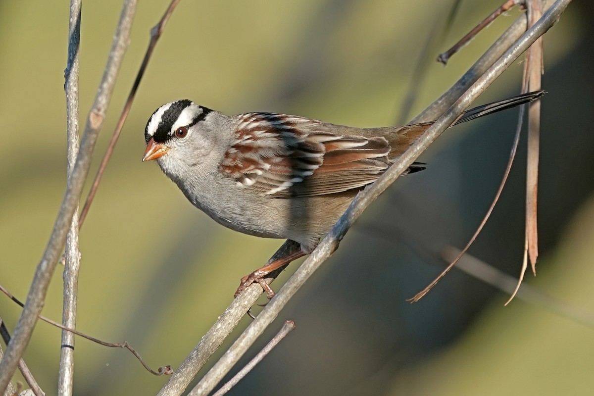 White-crowned Sparrow - ML614115515