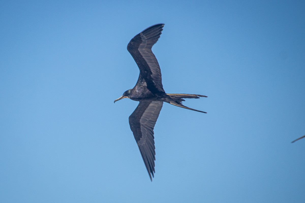 Magnificent Frigatebird - ML614115565