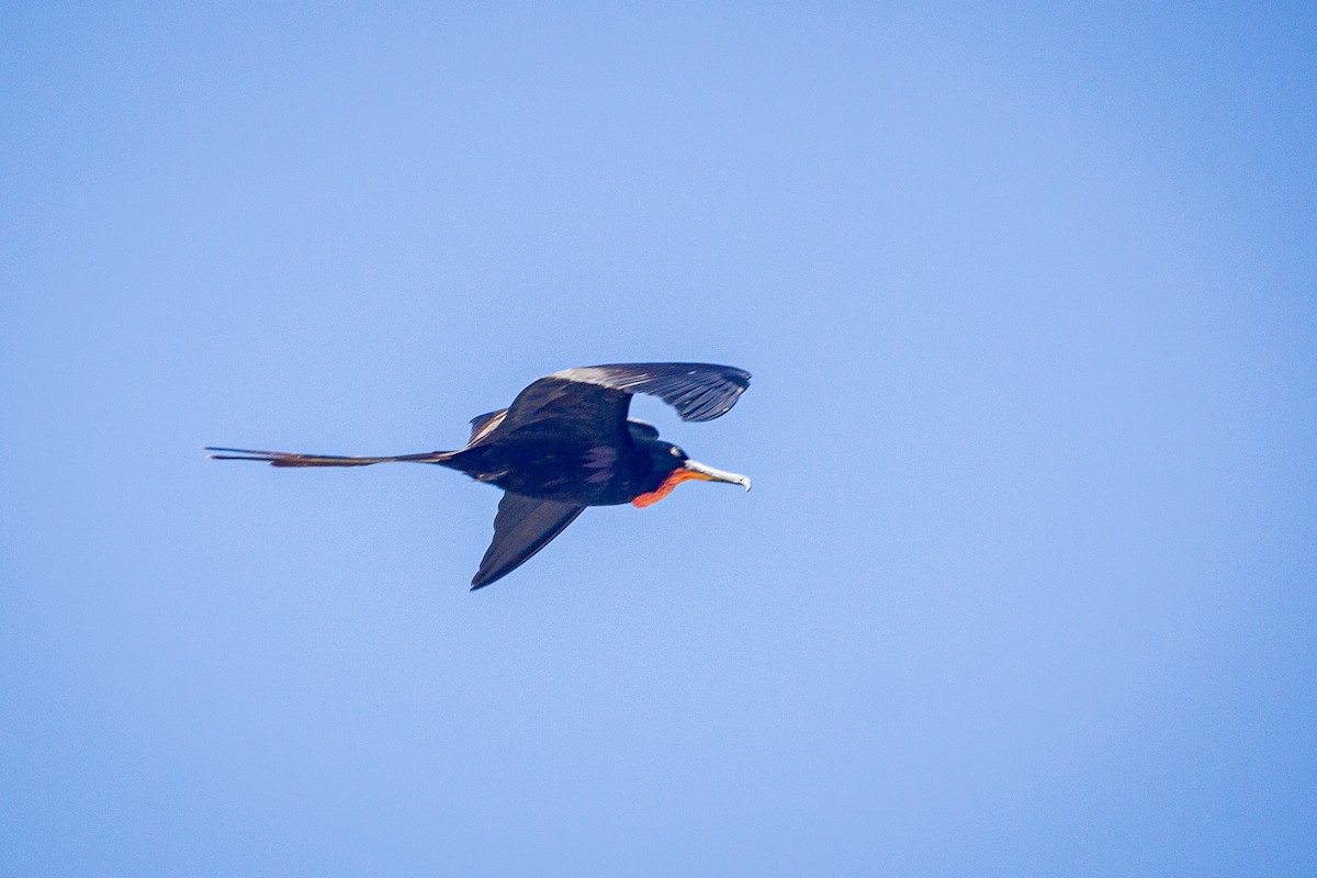 Magnificent Frigatebird - ML614115567