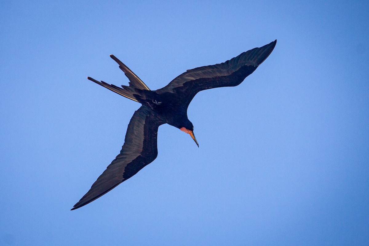 Magnificent Frigatebird - ML614115571