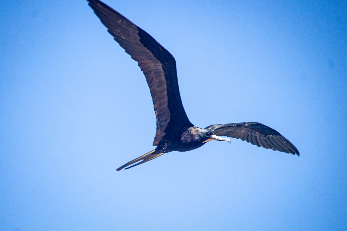 Magnificent Frigatebird - ML614115572