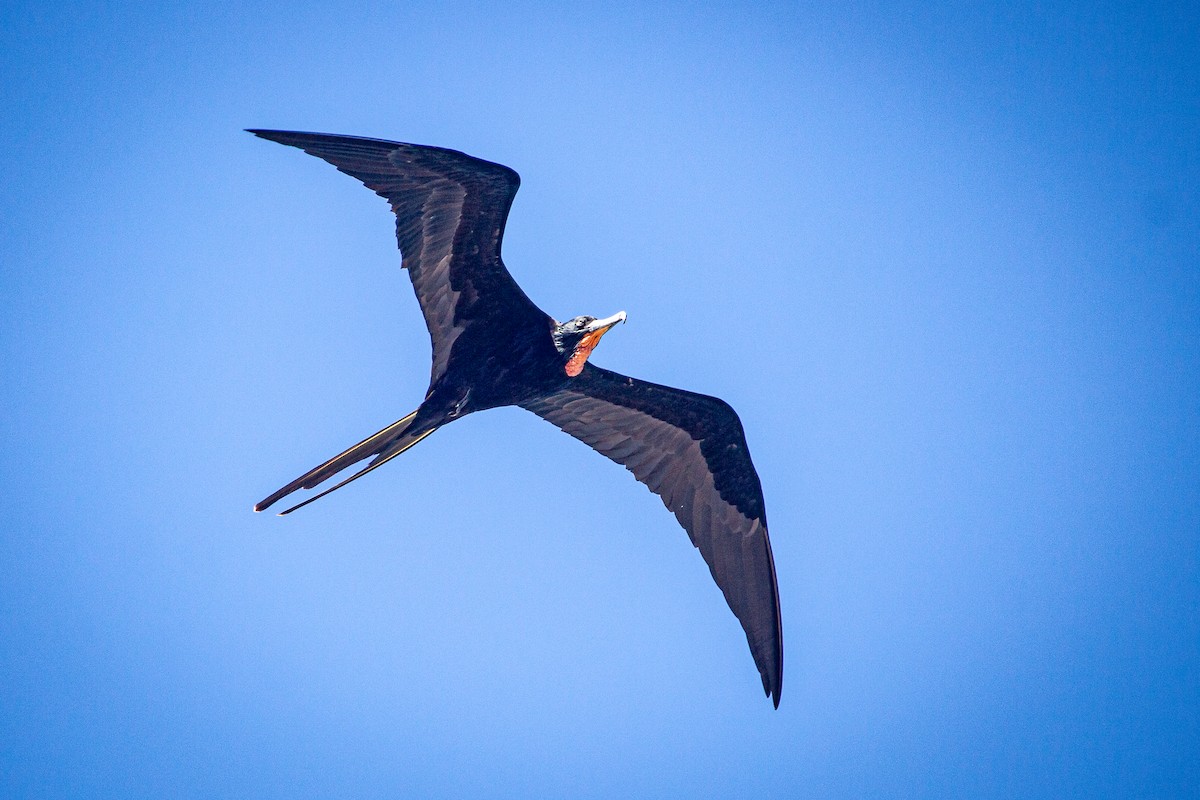 Magnificent Frigatebird - ML614115573