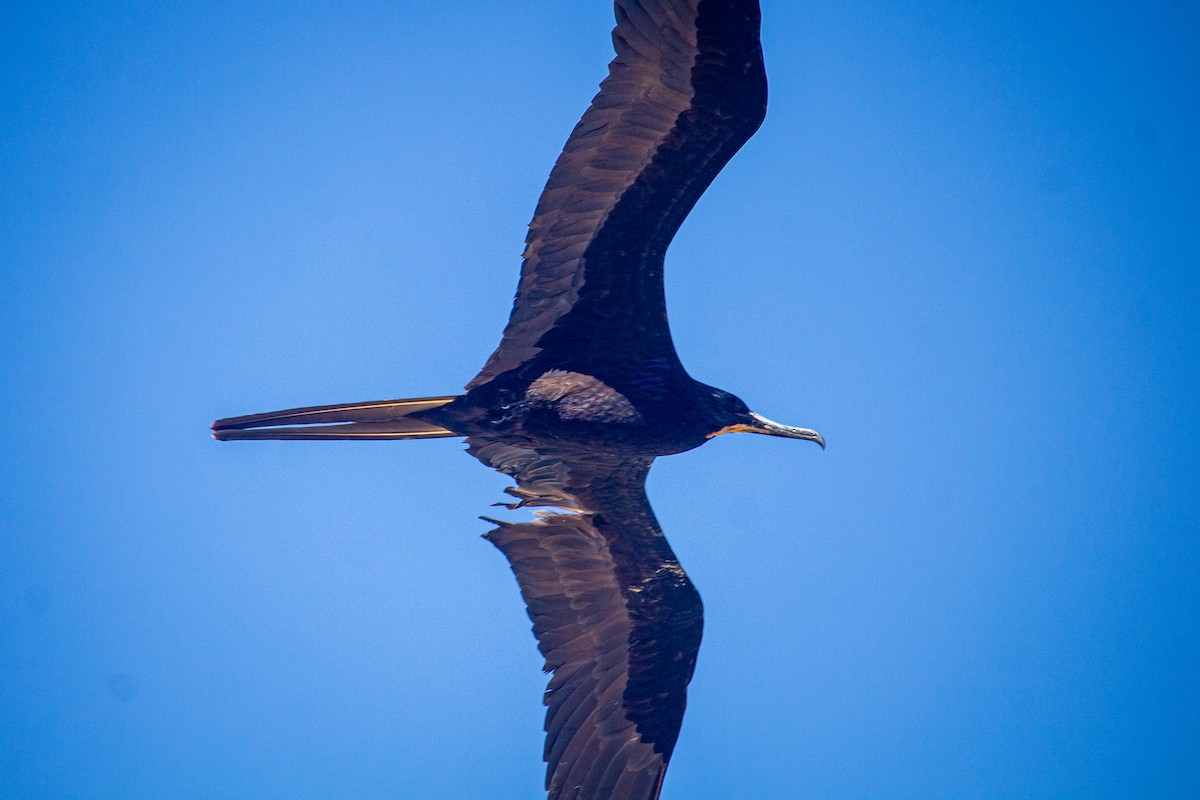 Magnificent Frigatebird - ML614115574