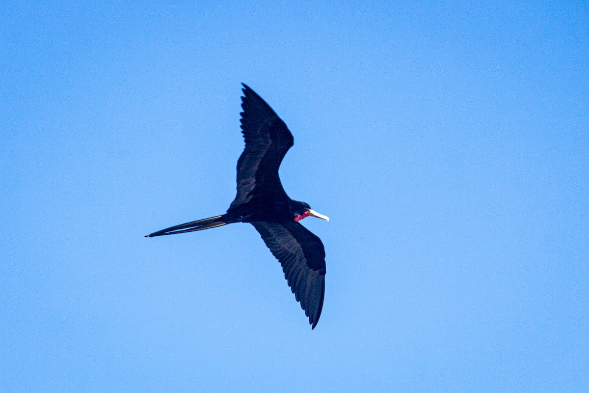 Magnificent Frigatebird - ML614115575