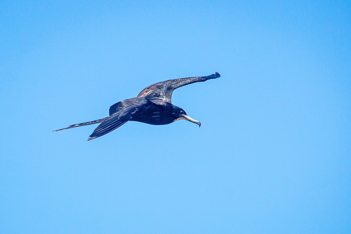 Magnificent Frigatebird - ML614115576