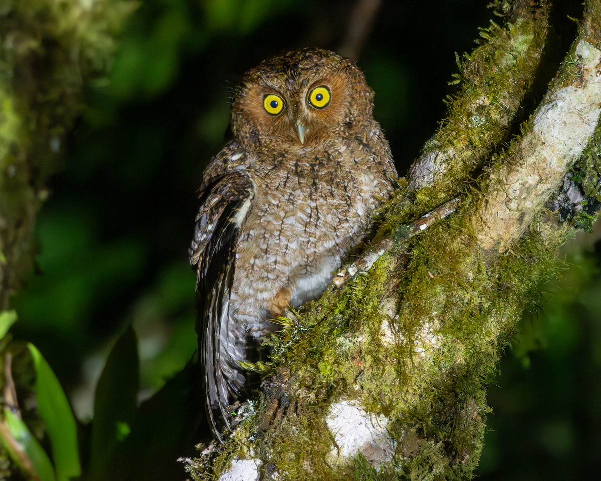 Bare-shanked Screech-Owl - Andres Paniagua