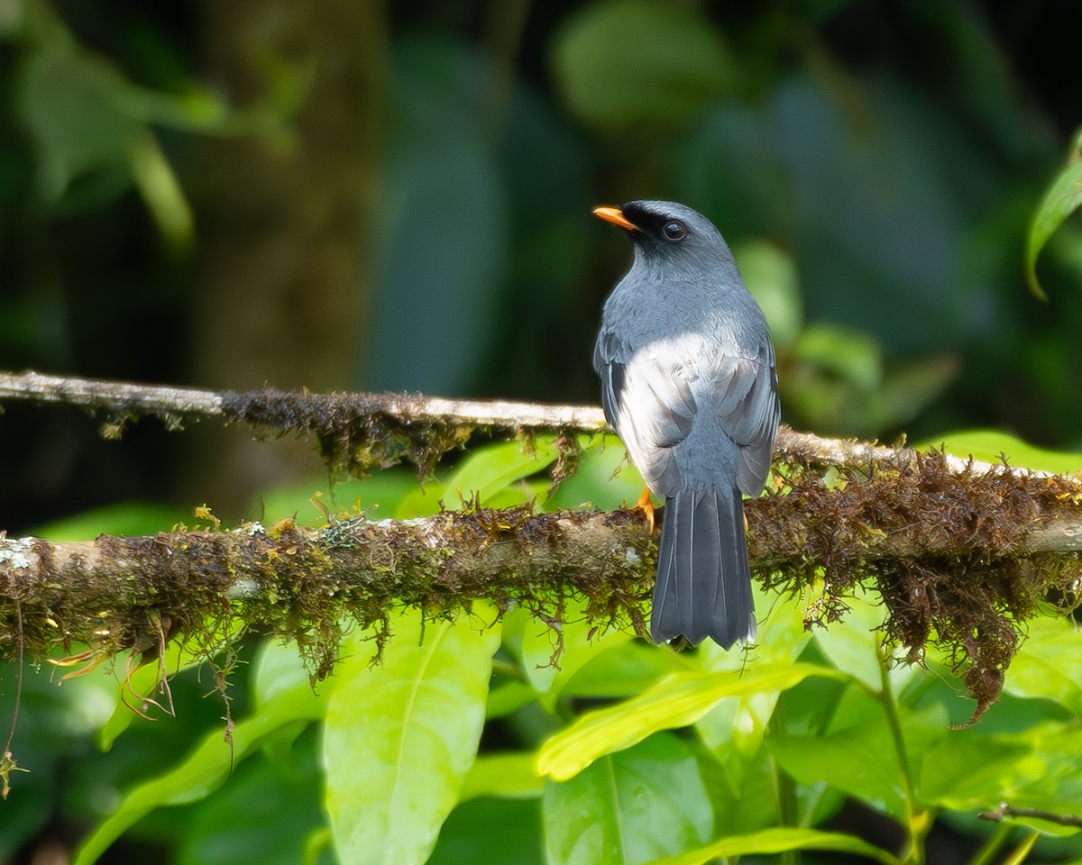 Black-faced Solitaire - ML614115664