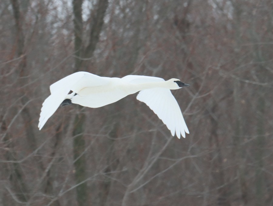 Trumpeter Swan - John Bissell