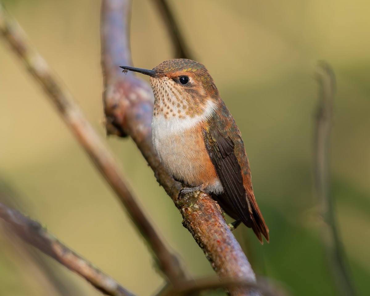 Scintillant Hummingbird - Andres Paniagua