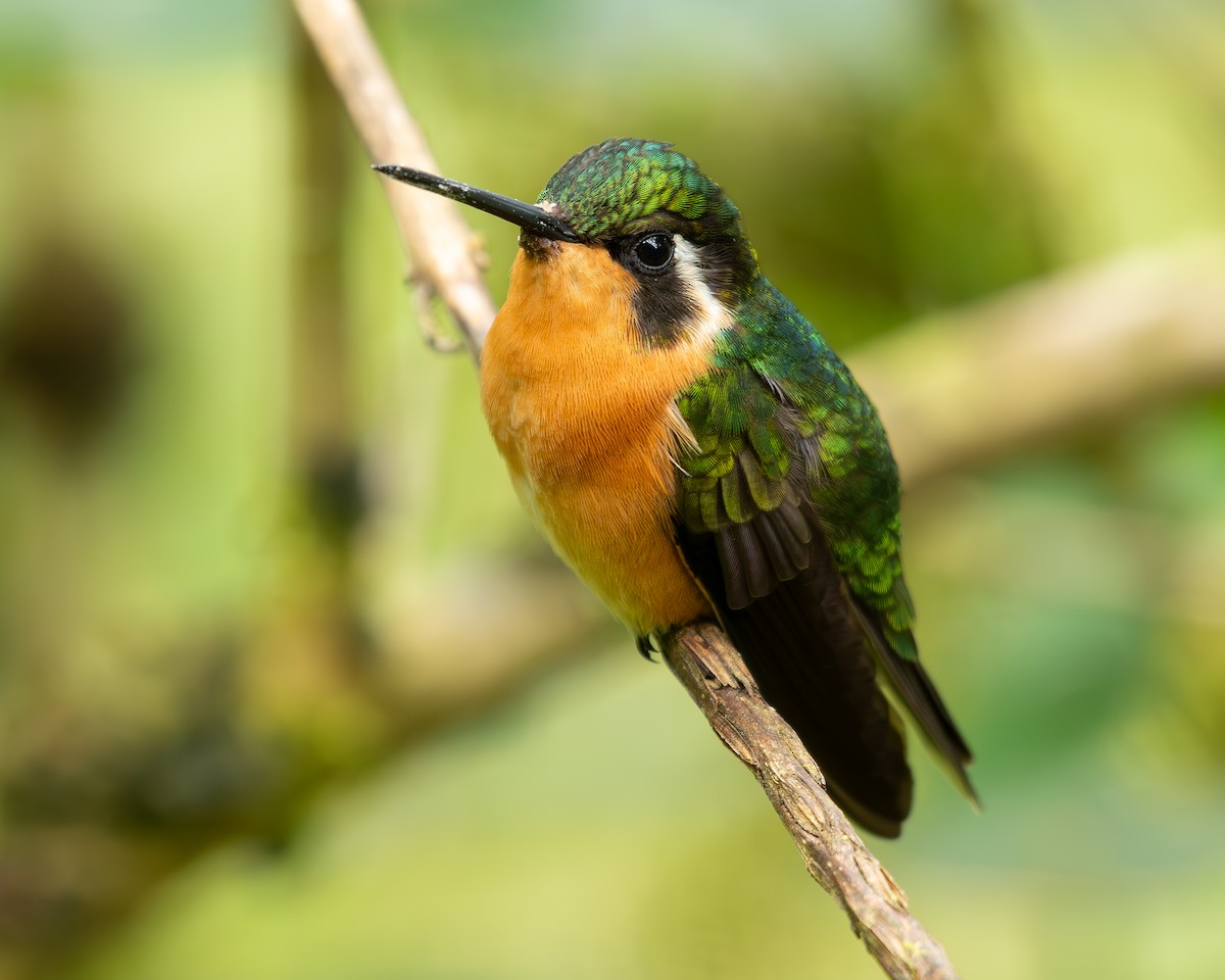 Colibri à gorge pourprée - ML614115688