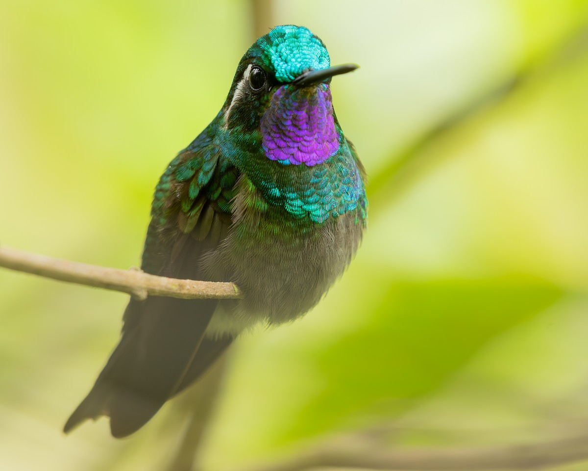 kolibřík fialovohrdlý - ML614115694