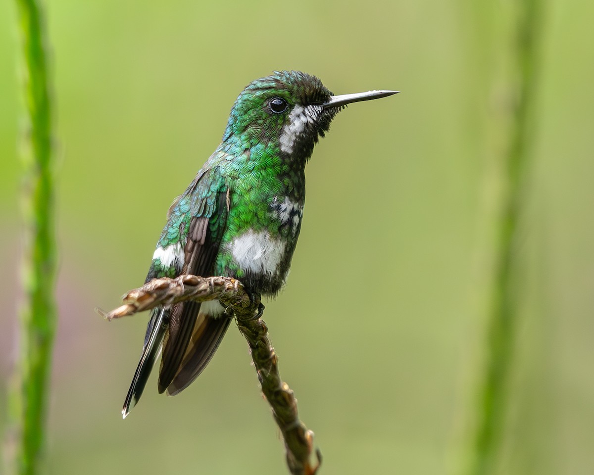 Green Thorntail - Andres Paniagua