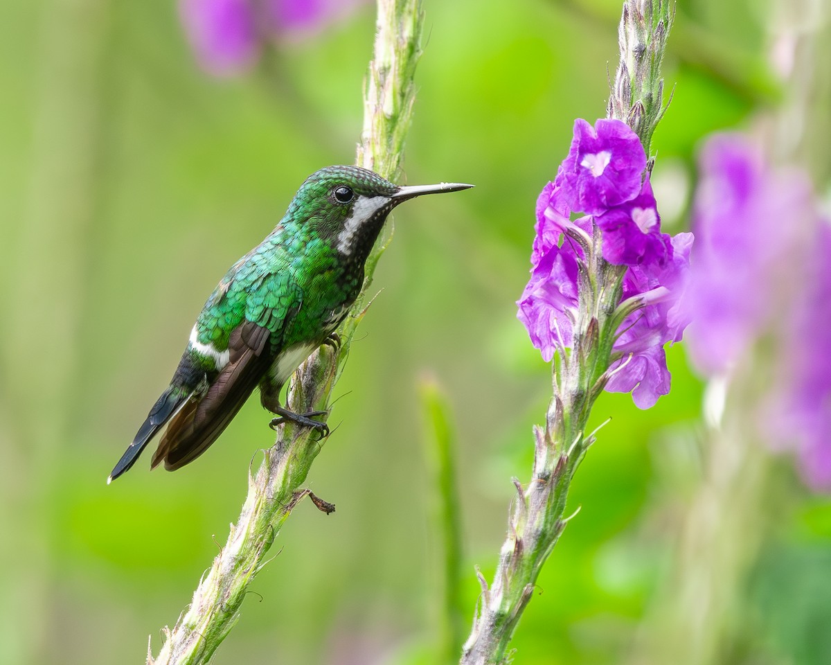 kolibřík trnoocasý - ML614115716