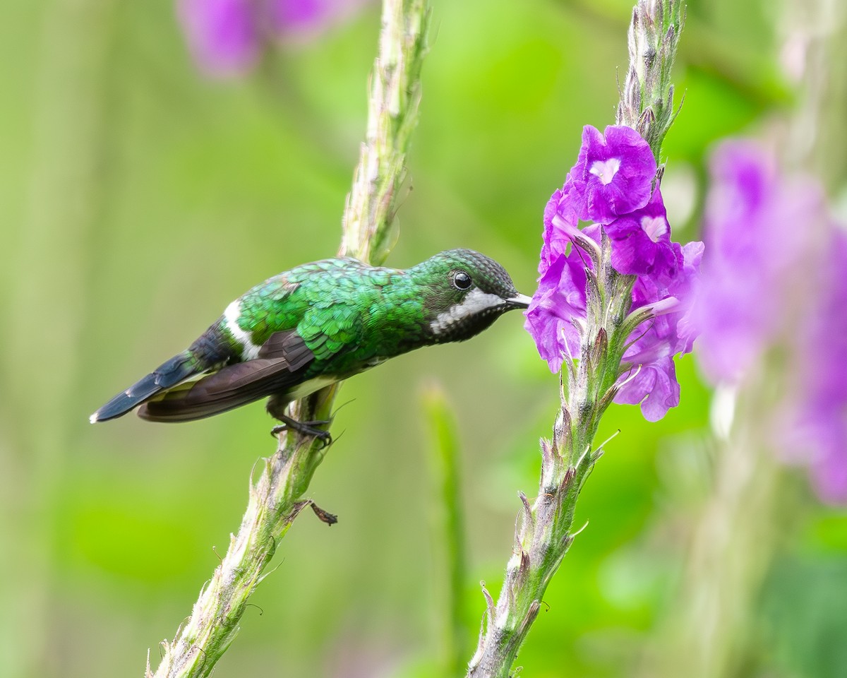 kolibřík trnoocasý - ML614115718
