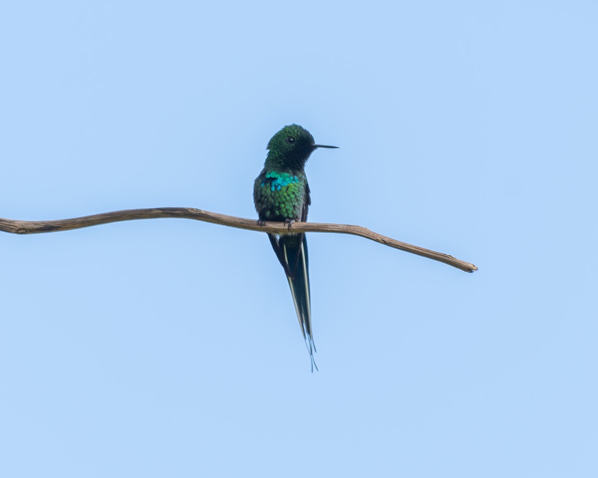 kolibřík trnoocasý - ML614115723
